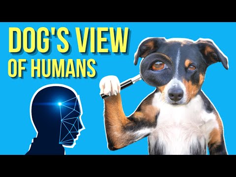 Do Dogs View Humans As Dogs? ( Sounds Weird )