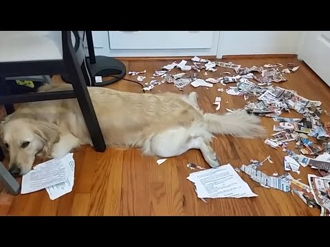 Ultimate Guilty Dogs Video Compilation | The Pet Collective