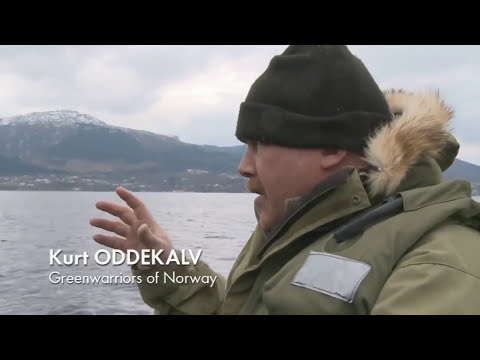 Farmed Norwegian Salmon World’s Most Toxic Food