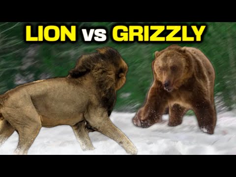 GRIZZLY BEAR vs LION - Who Would Win?