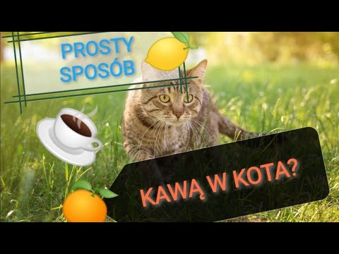 JAK WYPĘDZIĆ KOTY Z OGRODU? - prosty, naturalny i SKUTECZNY sposób.