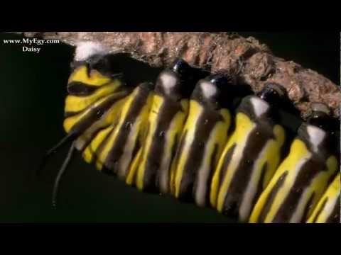 Incredible Journey Of The Butterflies