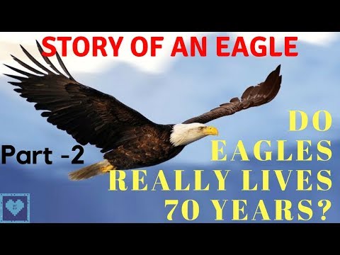 STORY OF AN EAGLE (Part -2) | THE TRUTH BEHIND THE LIES